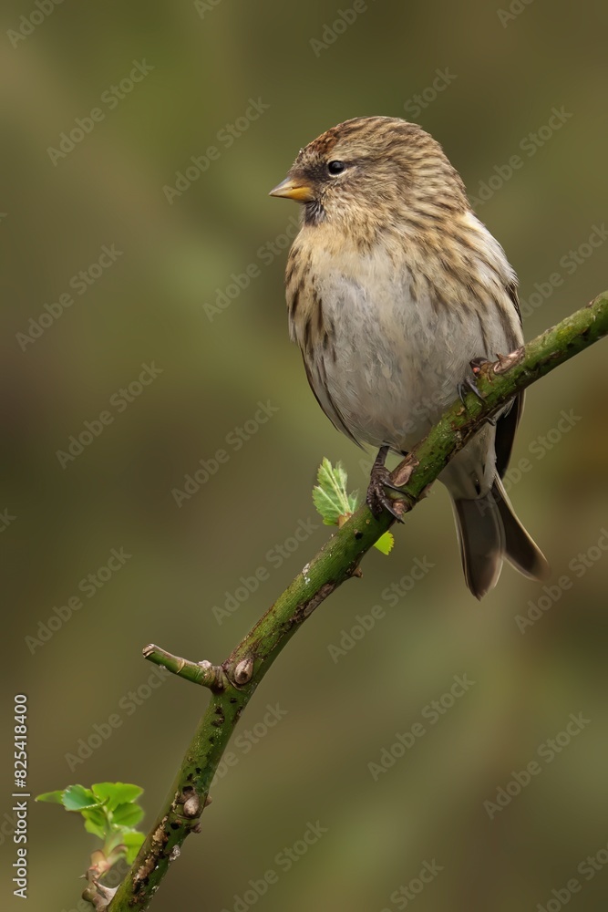 Female Common Redpoll (Acanthis flammea) perched on leafy branch above water