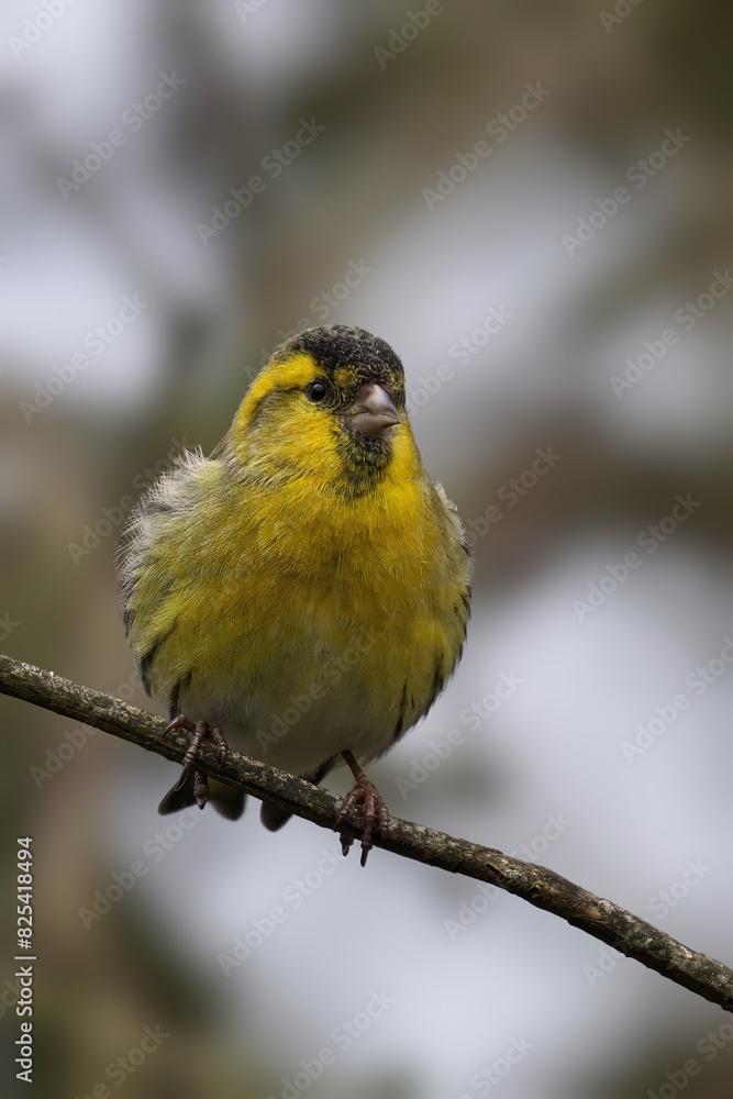 Obraz premium Yellow siskin perched on a tree branch with gray foliage