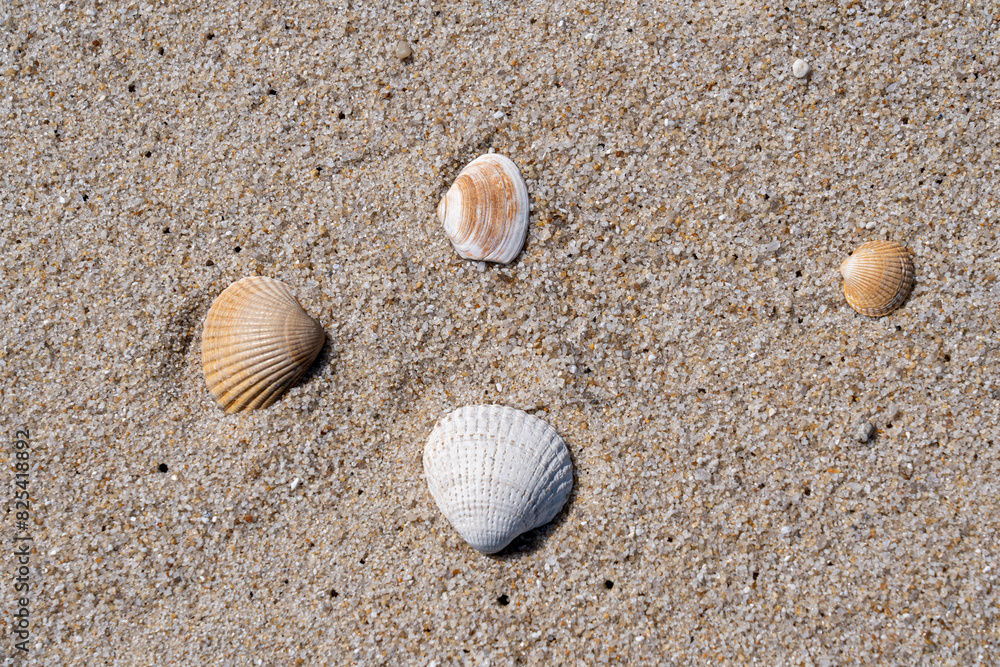 Seashell on sandy shore with approaching wave Seashell on sandy shore with approaching wave