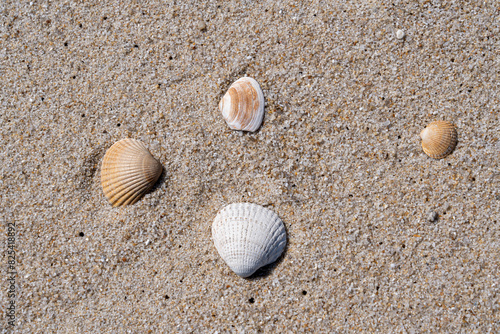 Slika na platnu Seashell on sandy shore with approaching wave