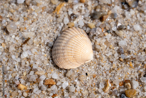 Seashell on sandy shore with approaching wave