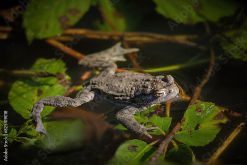 Frog living in Lake Hoehenfeld, Cologne, Germany