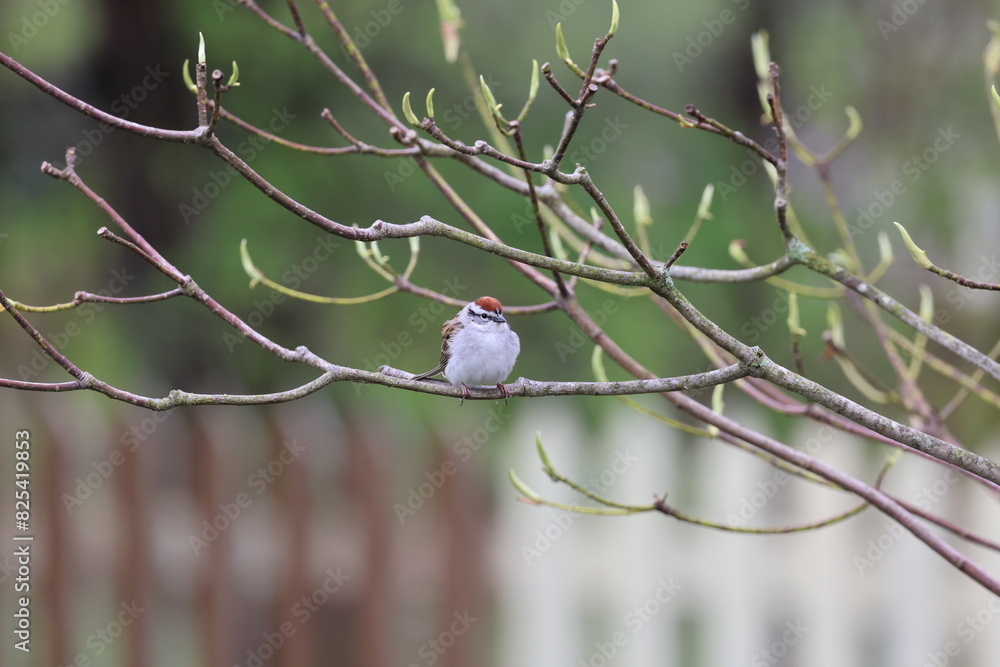 Obraz premium Song sparrow perched on rain-soaked branch by a fence