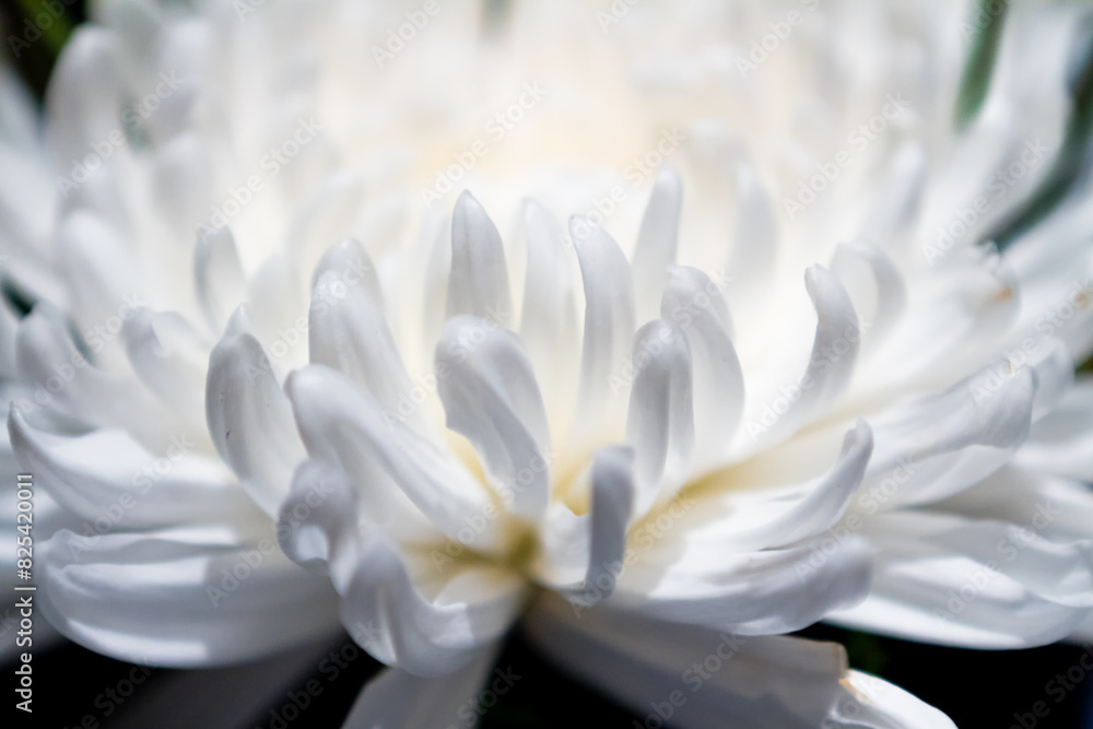 Obraz premium White chrysanthemum flower against a black background with space for text