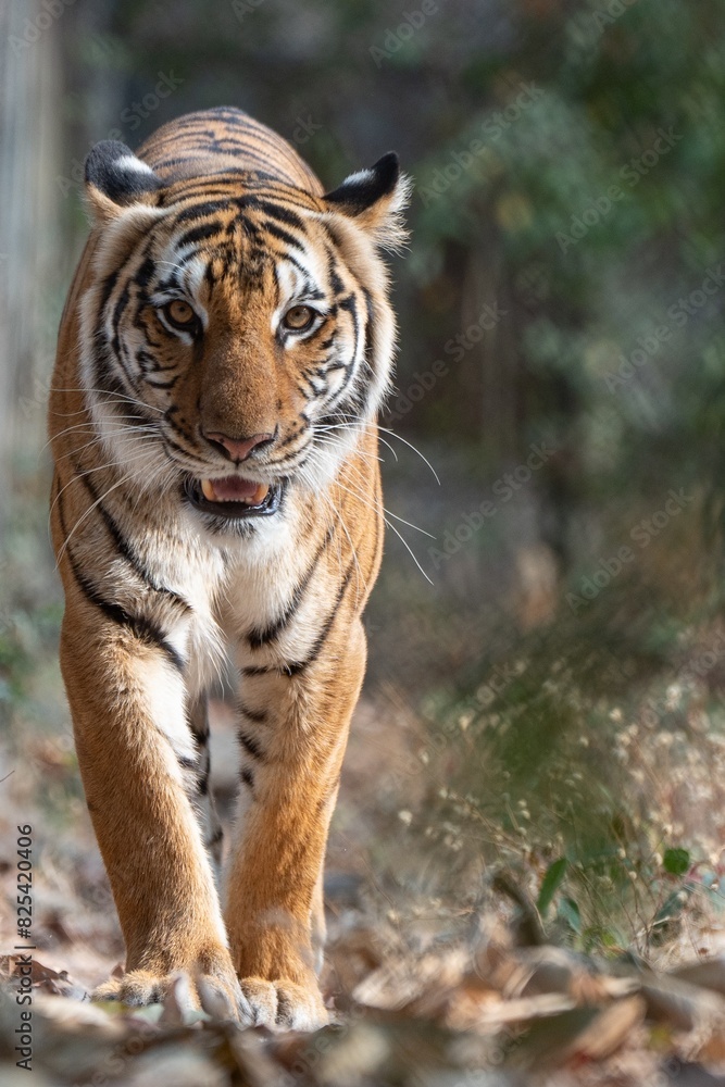 Fototapeta premium Vertical shot of a big tiger strolling along a forest path