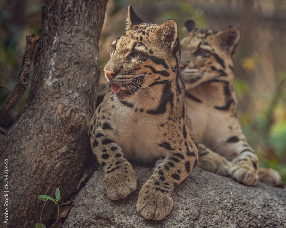 Fototapeta premium Closeup shot of a beautiful clouded leopard perched on a forest rock