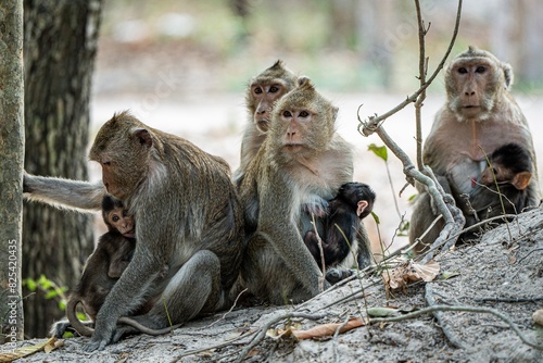 Canvas Print Cute family of monkeys sitting by trees in close proximity