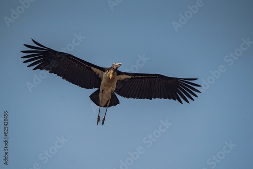 Majestic Marabou stork soaring with outstretched wings against a clear sky