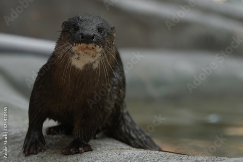 Closeup shot of an otter perched on a rock by a pond