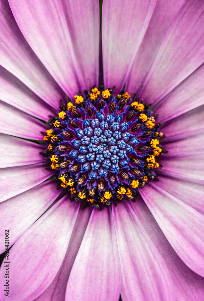 Purple and white Osteospermum (African Daisy) Purple and white Osteospermum (African Daisy)