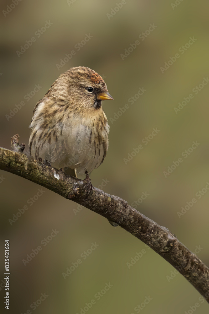 Female common redpoll perched on a branch against a blurred backdrop Female common redpoll perched on a branch against a blurred backdrop