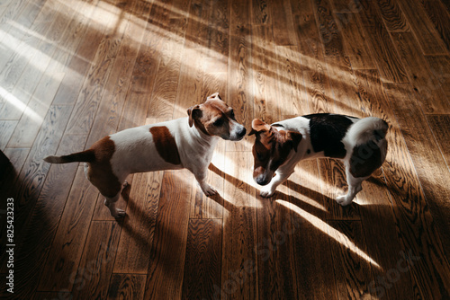 Two Dogs in Sunlit Room photo