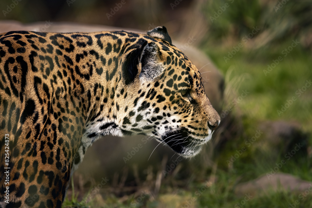 Adult jaguar with a wide-open mouth wandering among rocks. Adult jaguar with a wide-open mouth wandering among rocks.