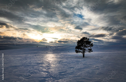 Canvas-taulu Sun setting behind snow-covered tree