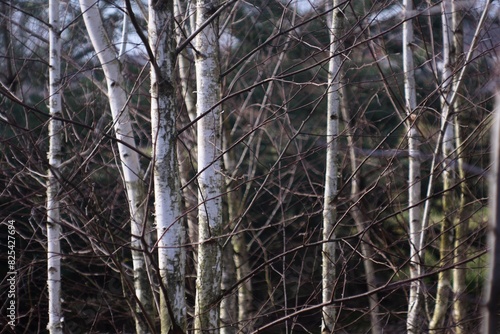 Fototapeta Naklejka Na Ścianę i Meble -  pnie brzozowe 