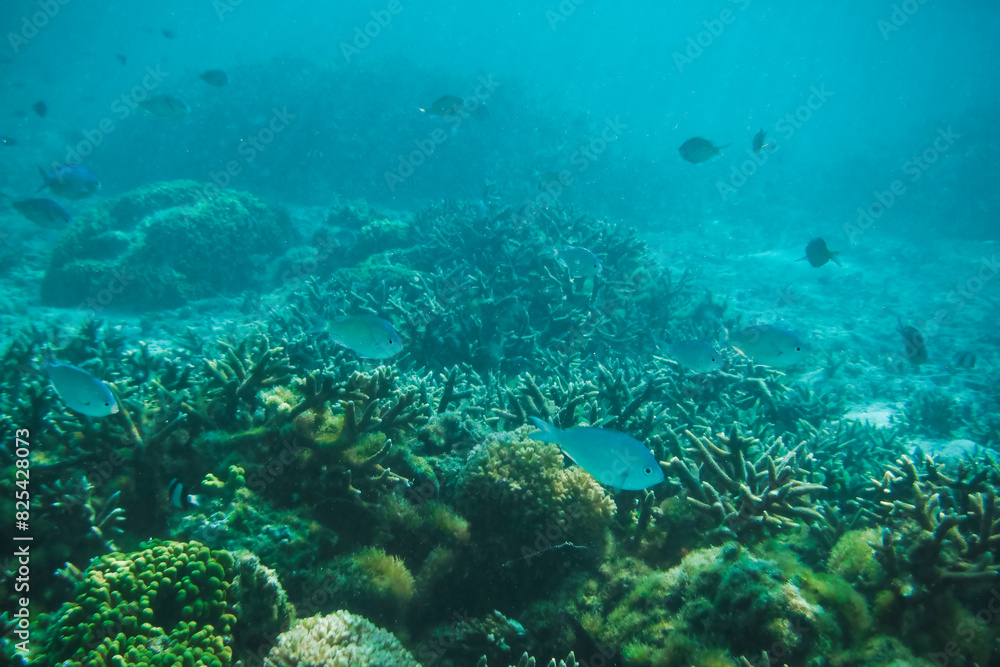 Scenic view of fish gliding above a vibrant coral reef at Tumon Beach, Guam, USA