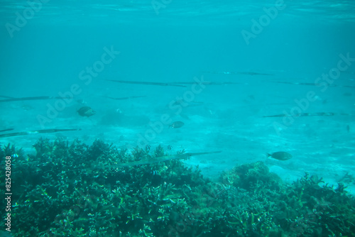 Fototapeta Naklejka Na Ścianę i Meble -  Scenic view of fish gliding above a vibrant coral reef at Tumon Beach, Guam, USA