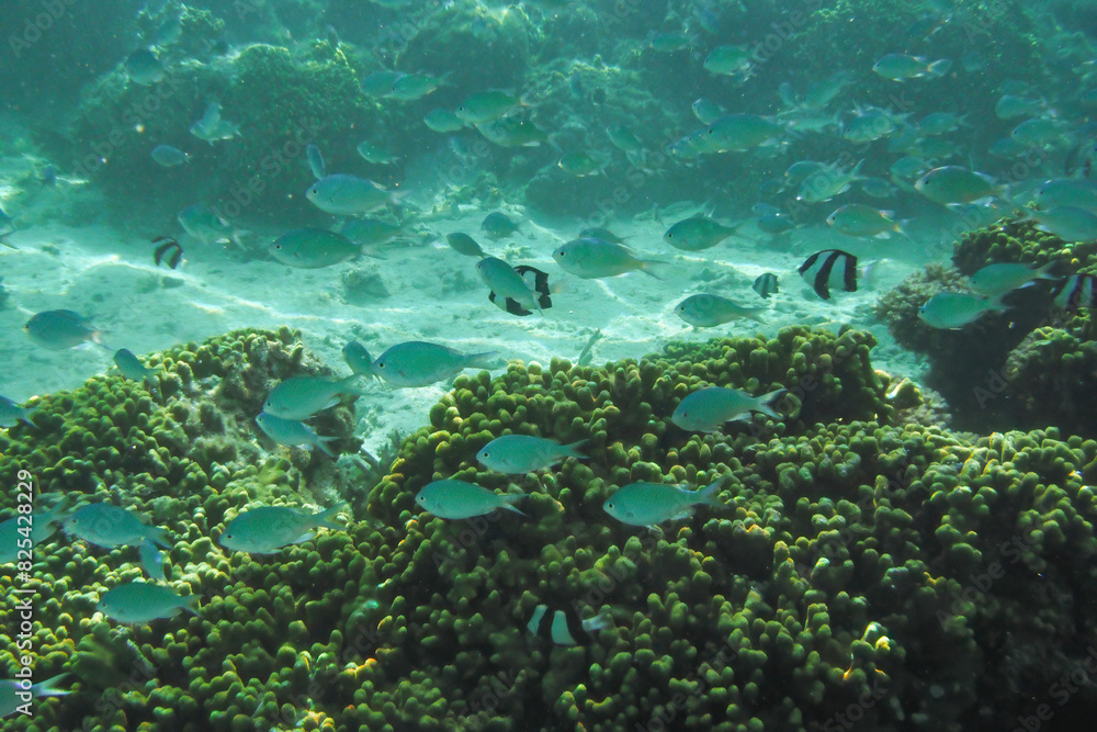 Fototapeta premium Scenic view of fish gliding above a vibrant coral reef at Tumon Beach, Guam, USA
