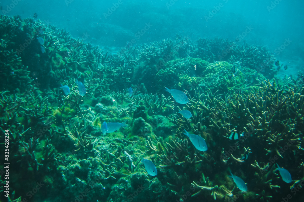 Obraz premium Scenic view of fish gliding above a vibrant coral reef at Tumon Beach, Guam, USA