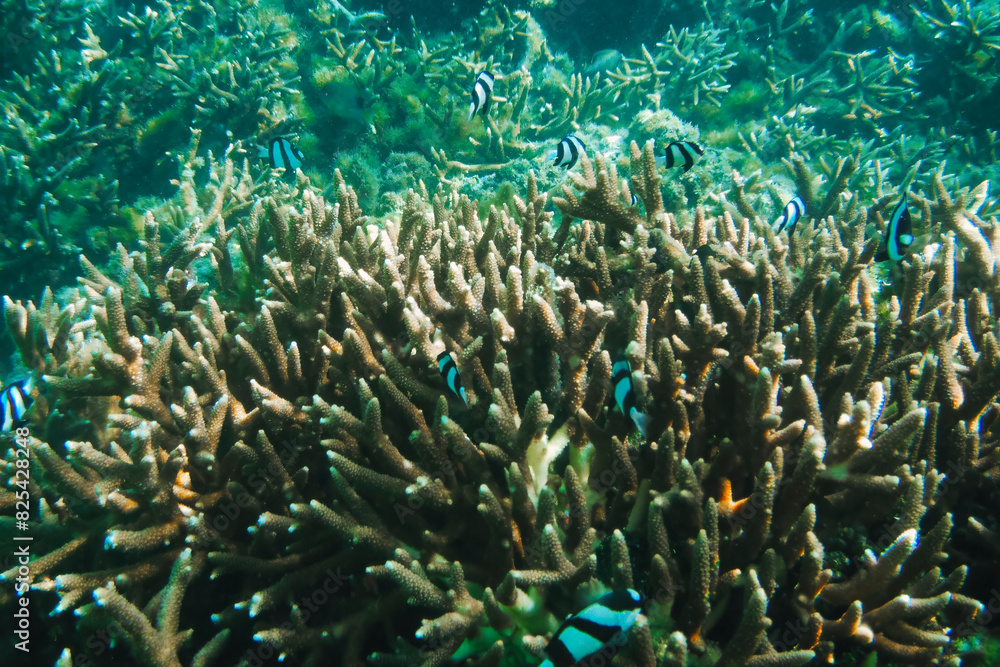 Scenic view of fish gliding above a vibrant coral reef at Tumon Beach, Guam, USA Scenic view of fish gliding above a vibrant coral reef at Tumon Beach, Guam, USA