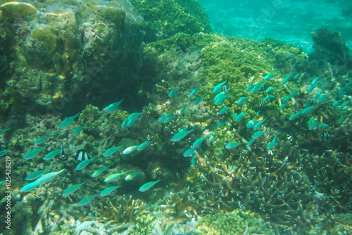 Scenic view of fish gliding above a vibrant coral reef at Tumon Beach  Guam  USA