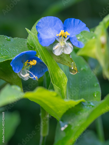 Dainty blue flowers of a Widow's Tears plant growing in a Texas garden. photo