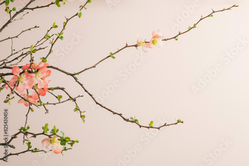 Flowering Quince branches photo