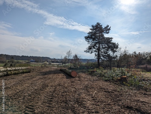 Large stack of freshly felled tree trunks and fir branches on a sloping fenced-in property