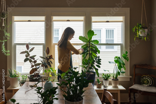 Woman cleaning indoors plants photo