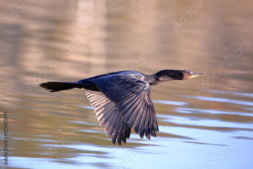 Cormorán yeco al vuelo rasante
