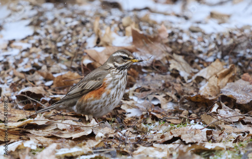 Redwing (turdus iliacus) in snowfall looking for food in the garden in spring.	
 photo