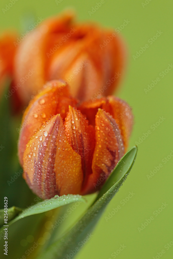 Close up vertical photo of tulip flowers with macro detail. Beautiful orange flower with water drops on petals on green background. Close up vertical photo of tulip flowers with macro detail. Beautiful orange flower with water drops on petals on green background.