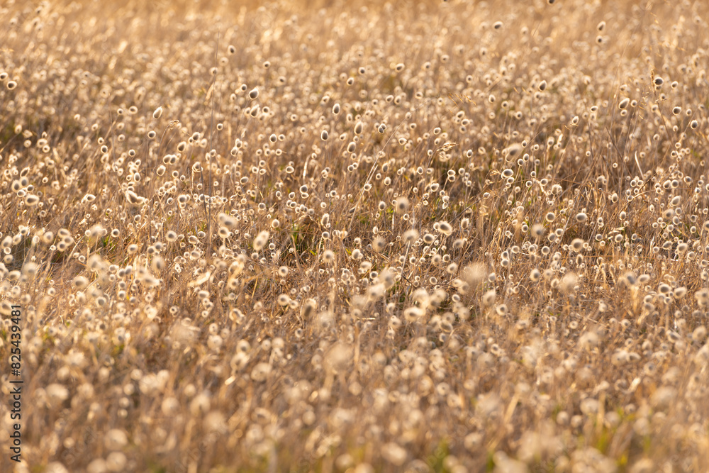 Late afternoon summer sunlight on wild grasses 