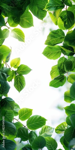 Sunlight Filtering Through Lush Green Tree Leaves