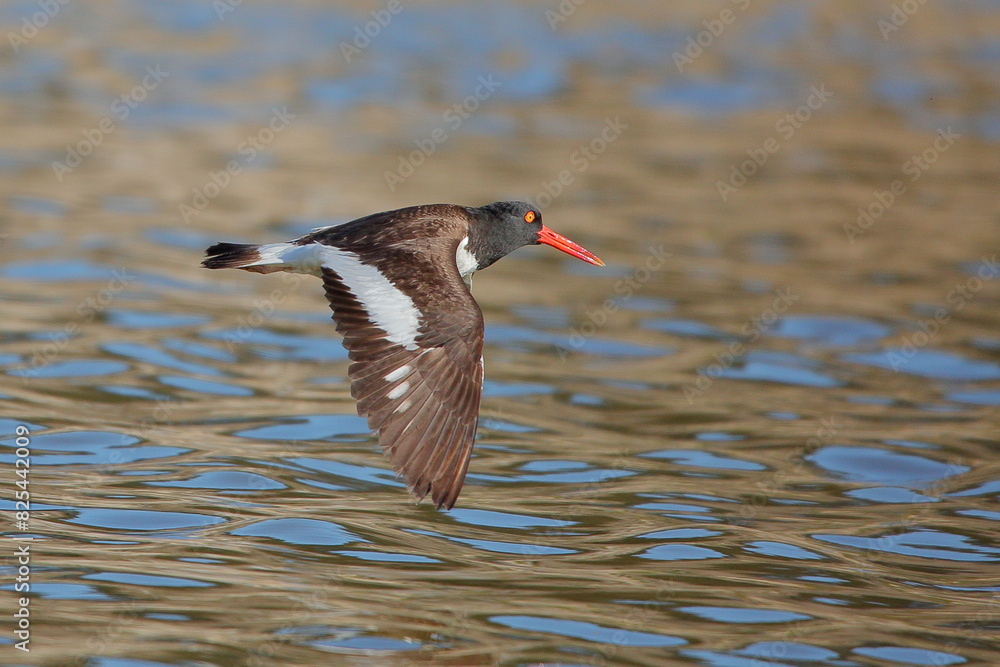 Pilpilén American Oystercatcher, vuelo rasante Pilpilén American Oystercatcher, vuelo rasante