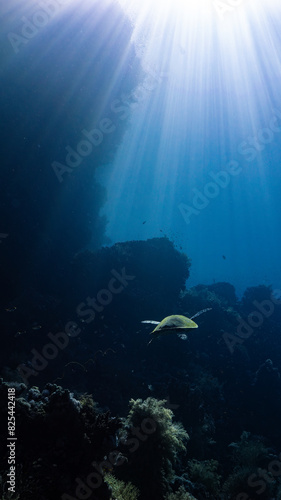 Hawksbill turtle swimming over a coral reef in the Red Sea photo