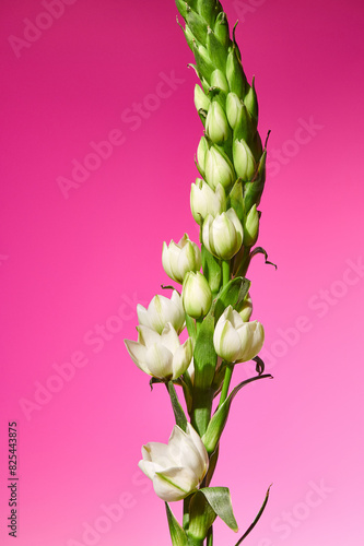 ornithogalum on a pink background photo