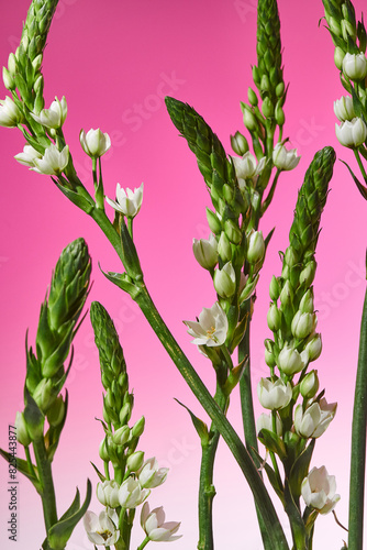 ornithogalums on a pink background photo