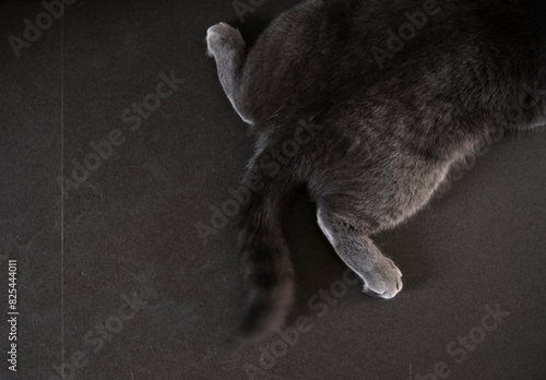 Cute blue British shorthair cat crawling on the dark gray floor photo
