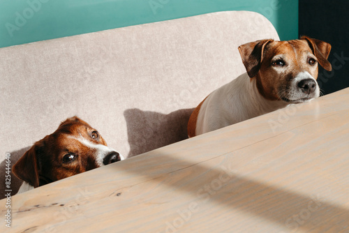 Two Dogs Peeking Over Table Edge photo