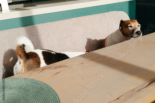 Dogs Basking in Sunny Room photo