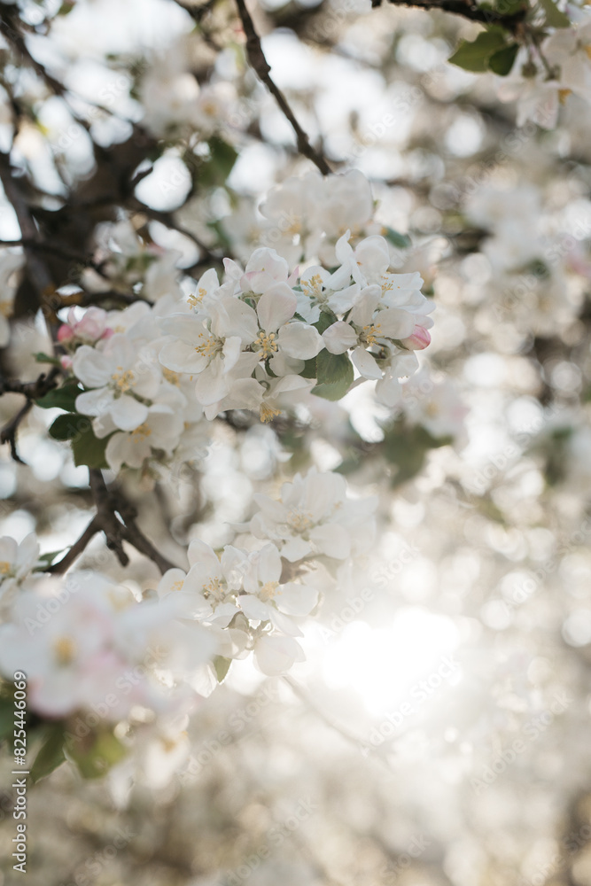 Apple blossoming tree flowers. Apple blossoming tree flowers.