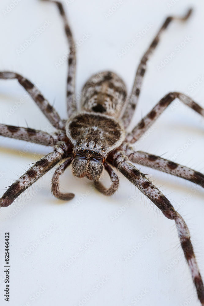 Macro close-up of a wolf spider Macro close-up of a wolf spider