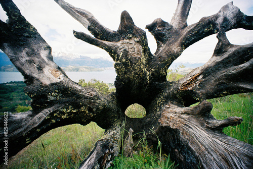 Dead tree roots photo