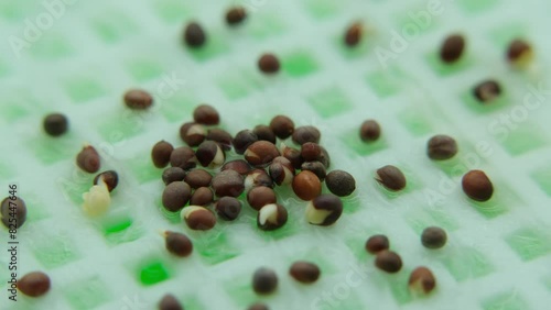 Extreme close up and macro shot of germinating and sprouting broccoli seeds while growing microgreens in soilless and artificial grow light environment. Great for experiment or education. photo