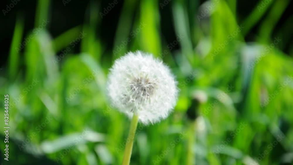 White fluffy dandelions in the wind. Flowers in nature. Dandelions in the grass. White fluffy dandelions in the wind. Flowers in nature. Dandelions in the grass.