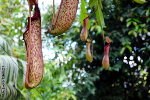 Nepenthes truncata. Tropical pitcher plant endemic to the Philippines photo