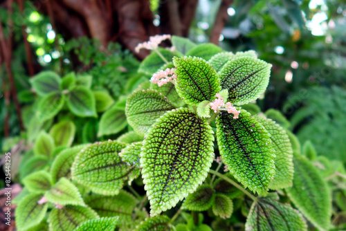 Fotografie Pilea mollis flowering plant in the family Urticaceae