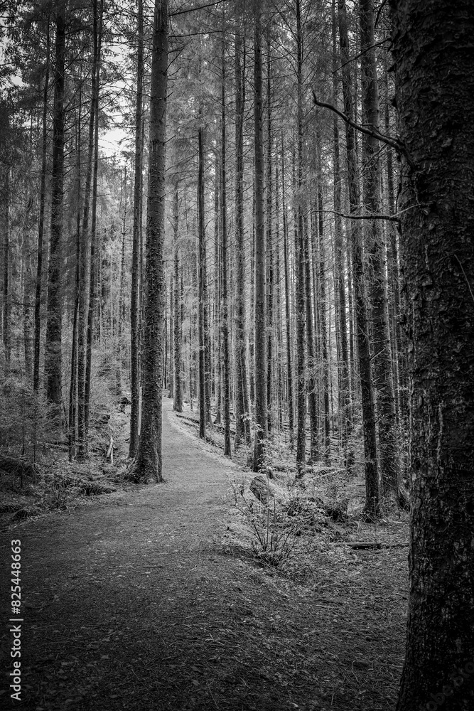 Naklejka premium A serene forest pathway with towering trees in black and white, capturing nature's tranquil essence.