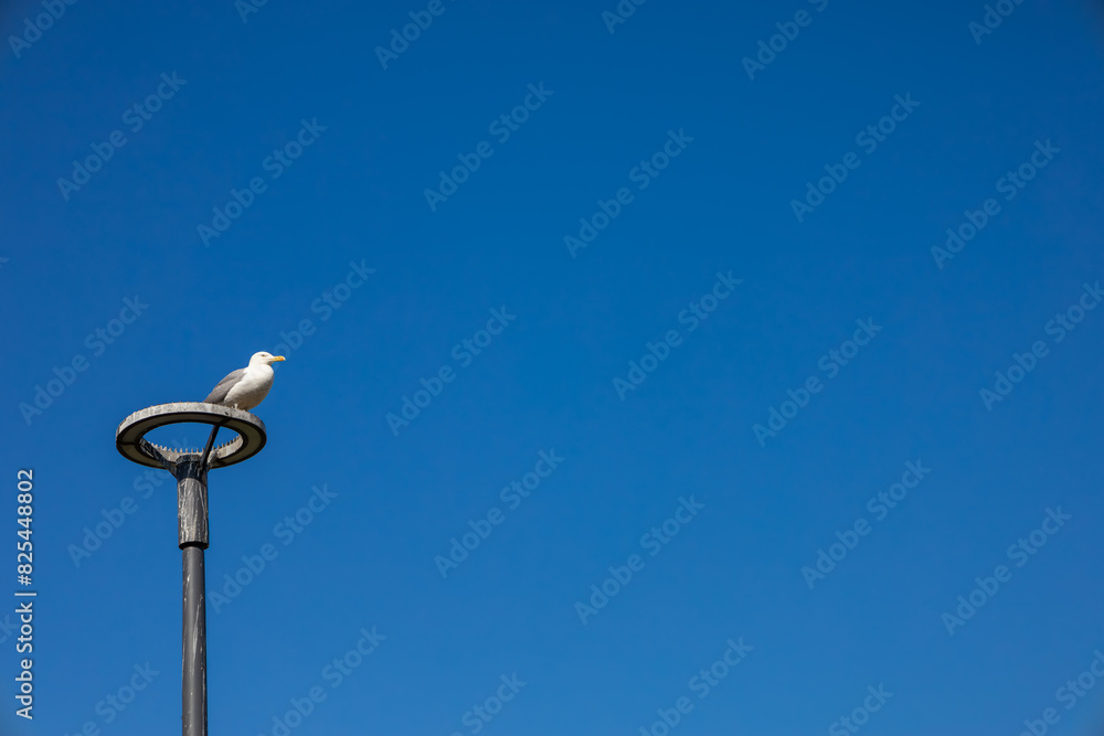 Shot of a seagull observing its surroundings on a lamppost Shot of a seagull observing its surroundings on a lamppost